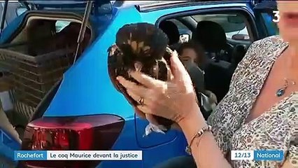 Justice : le coq Maurice passe au tribunal