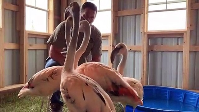 Flamingos at Animals Adventure Park