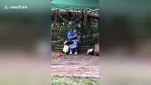 Jealous panda cub craves attention from keeper at sanctuary in China's Chengdu