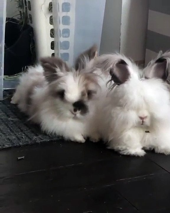 Ces lapines font toujours TOUT ensemble. Admirez les !