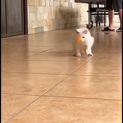 Cette chatte est une très bonne athlète. Regardez !