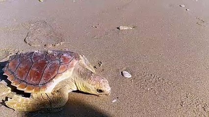 Tortue Caouanne remise à l' eau