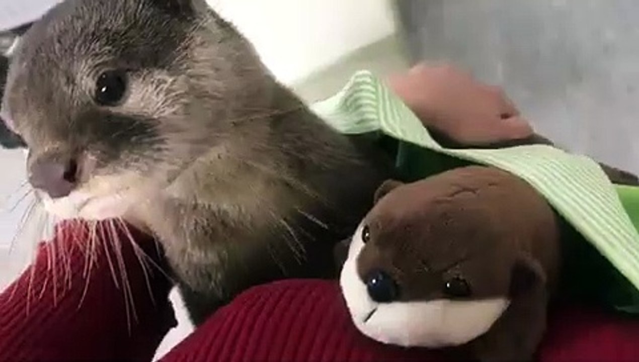 Ce bébé loutre est obsédé par sa peluche. Trop cute!