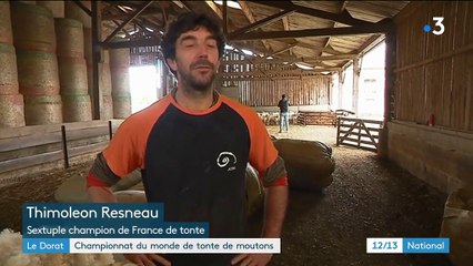 Haute-Vienne : six Français visent le titre de champion du monde de la tonte de moutons
