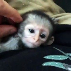 Un très jeune bébé singe profitant d'un massage du visage. Adorable !