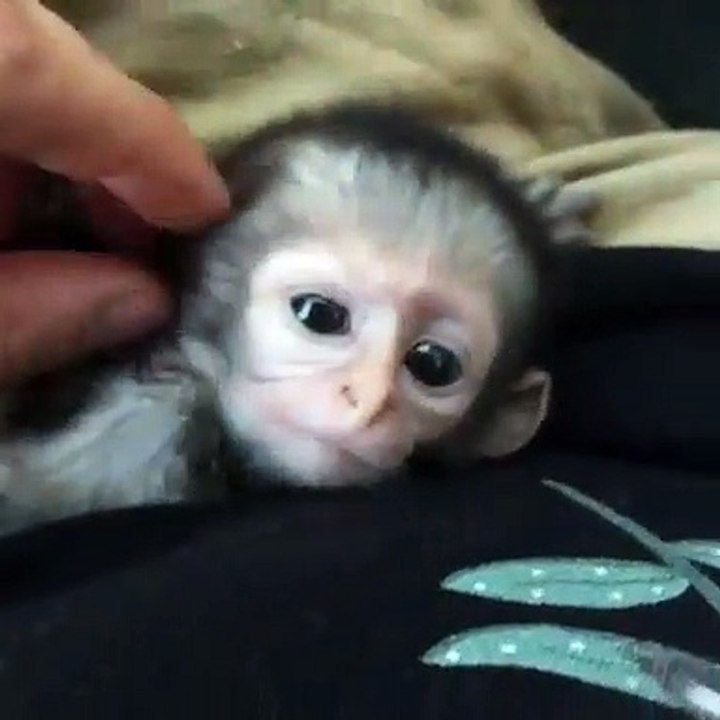 Un très jeune bébé singe profitant d'un massage du visage. Adorable !