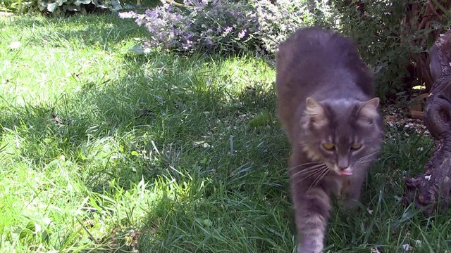 La LPO veut encadrer la prédation des chats