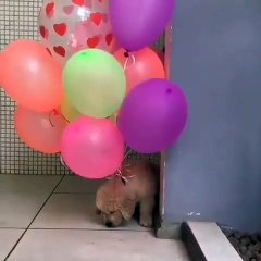 Ce bébé Golden s'envole pour la première fois. Et il adore ça !!