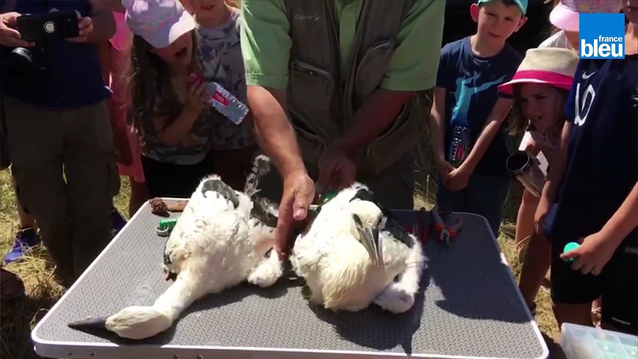 Bébés cigognes bagués à Coin-les-Cuvry
