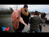 Se llevaron los cerdos en moto: un camión volcó su carga y hubo desesperación