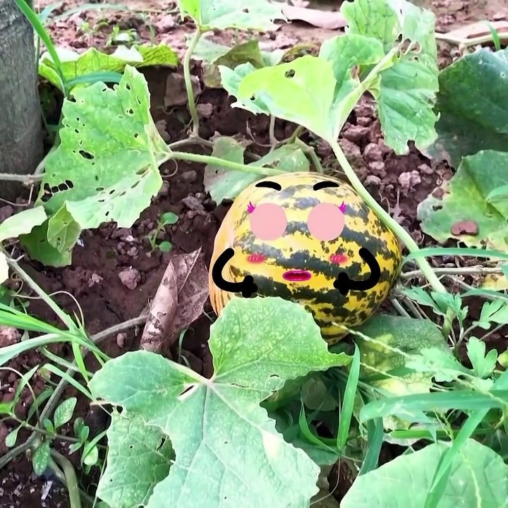 Everything Is Better With Doodles  Cutefood Doodles