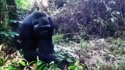 Nés en Loir-et-Cher, les gorilles s’acclimatent-ils à l'Afrique ?