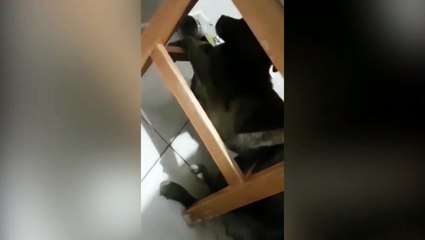 Matança de cães adotados por vizinhança: dor, revolta e medo! Quem está por trás das mortes?