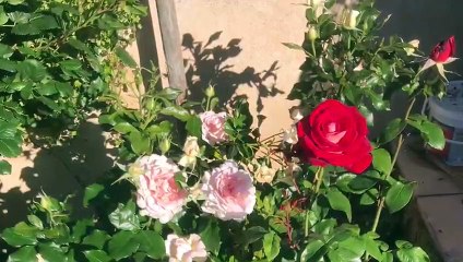 Les jardins de la villa hispanica