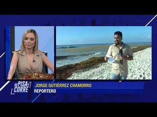 ¿Cómo distinguir los diferentes tipos de sargazo? | De Pisa y Corre