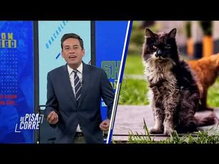 Se murió "Gandalla", uno de los gatitos de Palacio Nacional | De Pisa y Corre