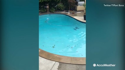 Earthquake causes pool water to ripple