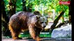 VIDEO. Niort : Kiwi l'ours de Jean-Jacques Annaud à Zoodyssée