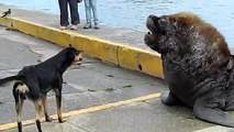 Des chiens viennent embeter 2 lions de mer... Courageux.