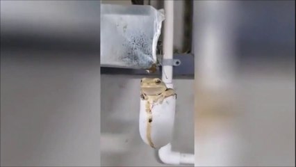 Cette grenouille a trouvé son spot pour la canicule !