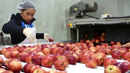 Mexicanos elaboran app para ayudar a campesinos en EEUU