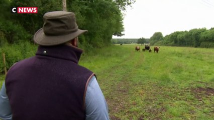 Royaume-Uni : un vétérinaire prend soin des vaches... en chantant