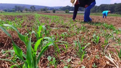 EN BOCA DE TODOS | Defendamos el maíz