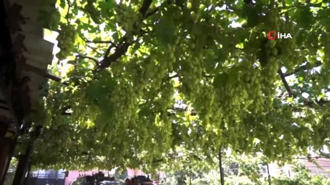 Bir üzüm asmasından bir tondan fazla üzüm alıyor