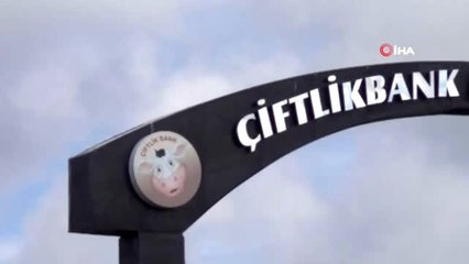 Download Video: Çiftlik Bank davasında tutuklu 2 sanık da tahliye edildi