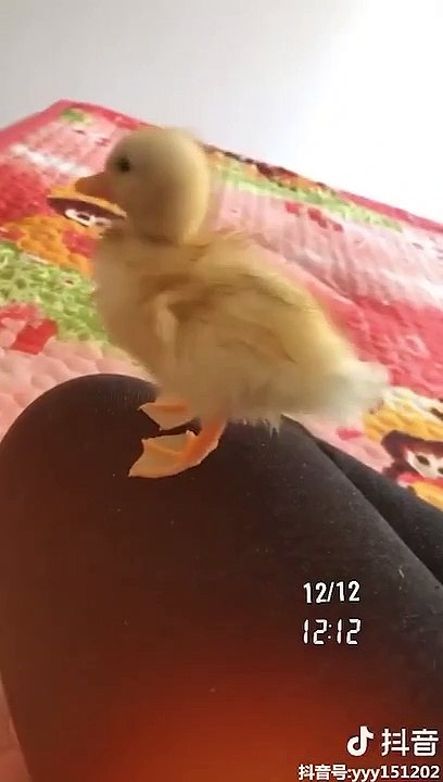Watch This Duckling Grow Up In 3 Minutes