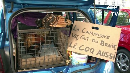 Rochefort: procès du coq Maurice, accusé de chanter trop tôt