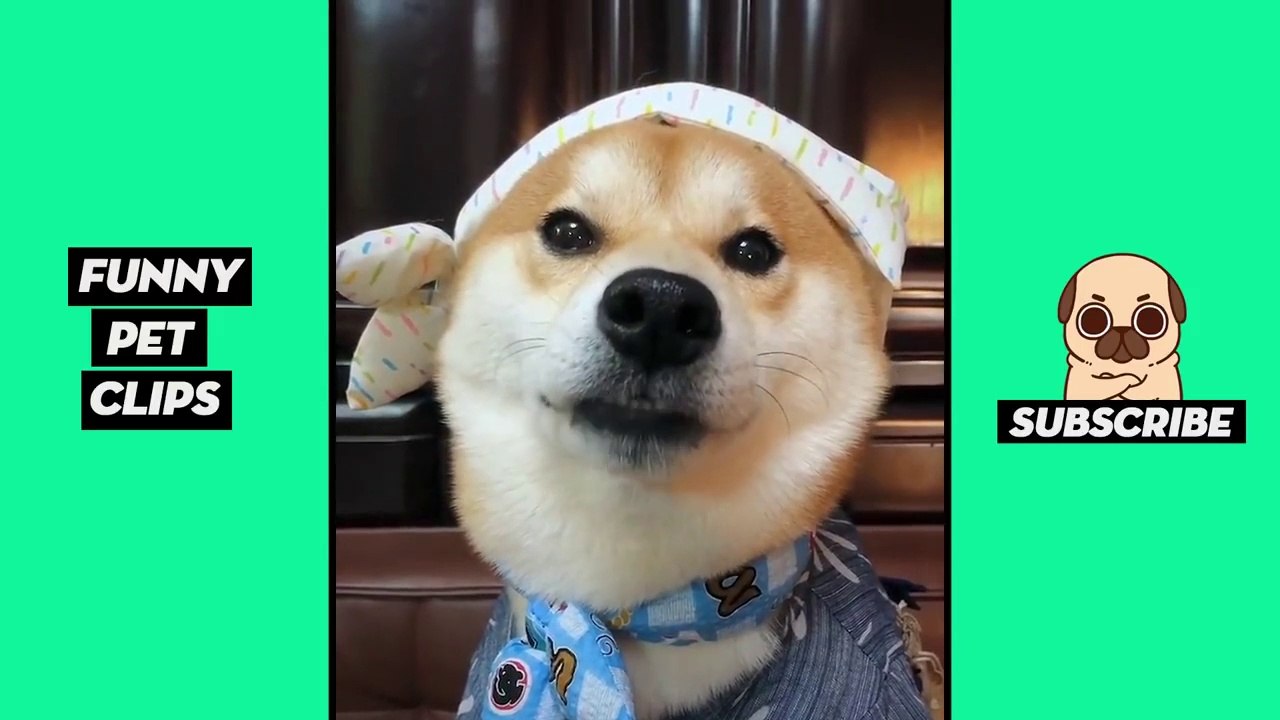 Tik Tok Pets  Funny Cute Animals #37
