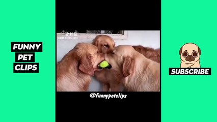 Tik Tok Pets  Funny Cute Animals #31