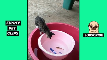 Tik Tok Pets  Funny Cute Animals #34