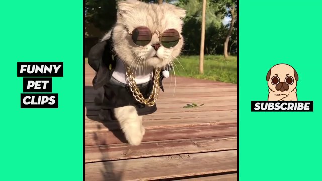 Tik Tok Pets Funny Cute Animals #35
