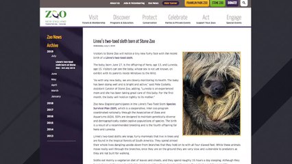 Video herunterladen: Zoo Celebrates Birth Of Adorable Linne's Two-Toed Sloth