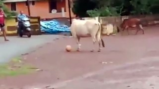 cow playing football very rare video