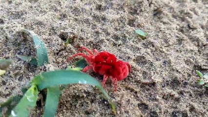 Red rain bugs in rainy day