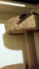 Scaredy Cat Has Sensitive Paws