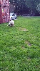 Lamb Thinks Its a Dog