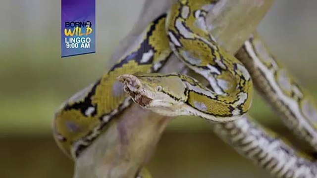 Born to be Wild: Panga ng sawa, nabasag!