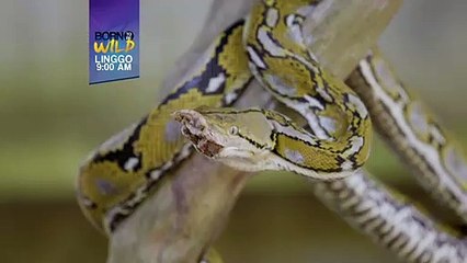 Born to be Wild: Panga ng sawa, nabasag!