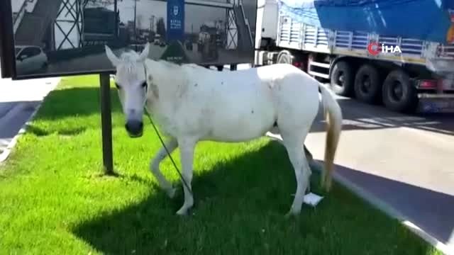 Başıboş at trafikte sürücülere zor anlar yaşattı