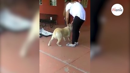 Filmés en train de trainer leur chien dans un refuge, leur réaction glace le sang