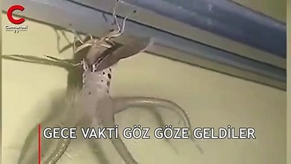İnsan aklını oynatır! Gece vakti göz göze geldiler