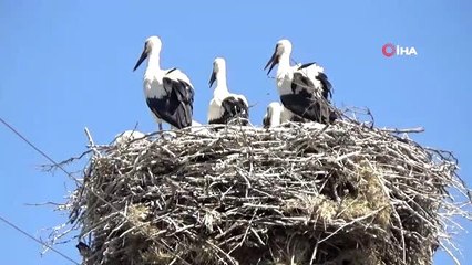 Leylek yavruları uçuşa hazırlanıyor