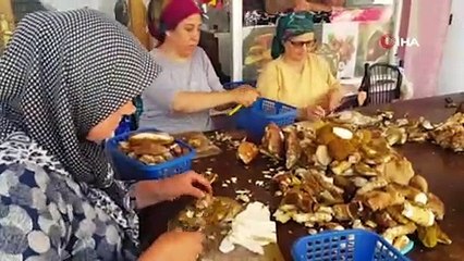 Sinop mantarı Avrupa'yı fethetti