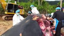 Huge sperm whale found dead in Thailand with plastic pollution in stomach