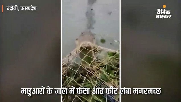 मछुआरों के जाल में फंसा आठ फीट लंबा मगरमच्छ, वनकर्मियों ने रेस्क्यू कर चंद्रप्रभा सैंक्च्युरी लाकर छोड़ा