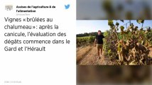 Vignes « brûlées au chalumeau » : après la canicule, le ministre promet des aides « rapides » aux agriculteurs